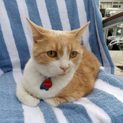 Super Cat Ginger (Ginger Krondes) is a star cat who dazzles fans all over the USA. Ginger is a born actor & model who acts human strolls Walmart and restaurants