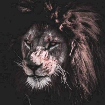 wolf678771's profile picture. 