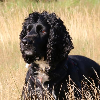 4 yo Cocker. Ball addict, ♥️ food & walkies 🎈26-02-2017
Little bro to 🌈Millie @Milady_Millie 🎈22-06-07🌈11-01-20 #RainbowPack