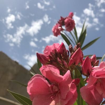 Dheyaa03331318's profile picture. dh