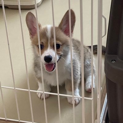corgi_Lime's profile picture. 2021年6月1日生まれのしっぽ付き女の子⸜🌷︎⸝‍ 気ままにライムの様子を投稿します🍊