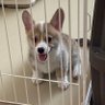 corgi_Lime's profile picture. 2021年6月1日生まれのしっぽ付き女の子⸜🌷︎⸝‍ 気ままにライムの様子を投稿します🍊