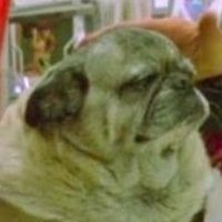 Dyler Turden (@dylan3racks) 's Twitter Profile