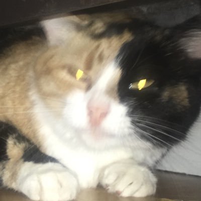 LangilleIRL's profile picture. Just a guy being a dude!