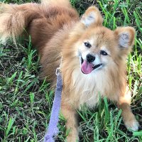 Sentient Sentinel (@just4thecause) 's Twitter Profile