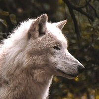 Skalli (@dmo_cap) Twitter profile photo