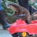 Rideshare Otter (@otterrideshare) Twitter profile photo Rideshare Otter (@otterrideshare) Twitter profile photo