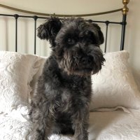 david Auld (@aulddavidrauld) 's Twitter Profile