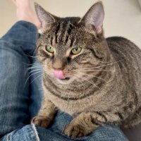 Gustronaut the Cat (@gustronautcat) Twitter profile photo