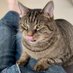 Gustronaut the Cat (@gustronautcat) Twitter profile photo Gustronaut the Cat (@gustronautcat) Twitter profile photo