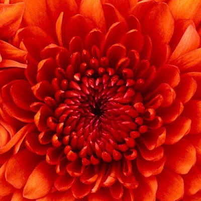 ShayoJosh's profile picture. 