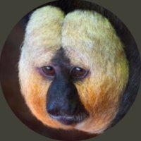 Ape’s Mind(@mnkywelldone) 's Twitter Profileg