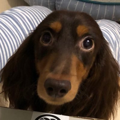 yaz36463476's profile picture. 犬とサバゲとランナー塗装