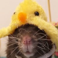 ใ
ก (@bulmarex) 's Twitter Profile Photo ใ
ก (@bulmarex) 's Twitter Profile Photo