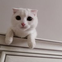 Юлисовна (@osefjne0y6tklxm) 's Twitter Profile