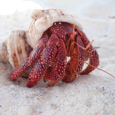 Infosec newcomer curious about cloud security, GRC, and DevSecOps. 🔨 Breaker of things, lover of shells 🐚.