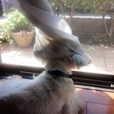 syukure0508さんのプロフィール画像