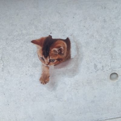 福祉と飲食を生業としています。 若い子達に上手く引き継いでもらえるように毎日奮闘しているところです。 保護猫活動や、マルシェに関心があります