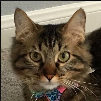 Progressive | Jewish | Texan | Millennial | Cat Lover