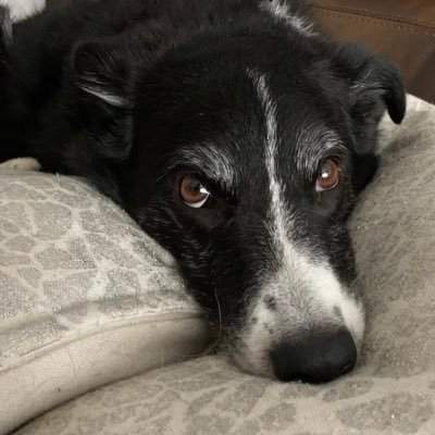 Loves dogs,especially Border Collies, cats, art, photography, music,nerd, geek,and ♿️😝