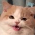 ABlueCat (@abluecatd) Twitter profile photo ABlueCat (@abluecatd) Twitter profile photo