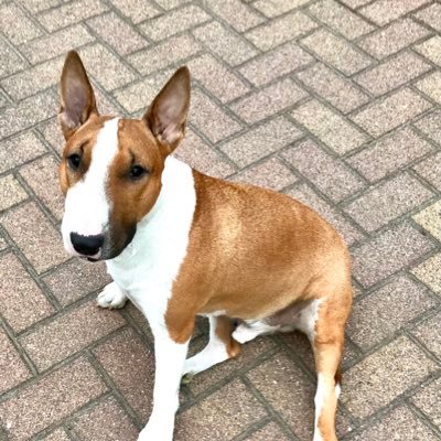 giesser1's profile picture. 