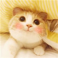 neteslooifbla's profile picture.