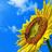 sun_f1owers's profile image