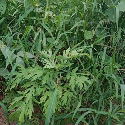 hasklxV's profile picture. Friends