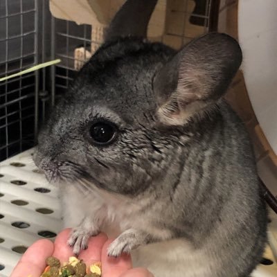 posse_chinchillaさんのプロフィール画像