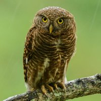 Shutterbee (@sanshali1) 's Twitter Profile