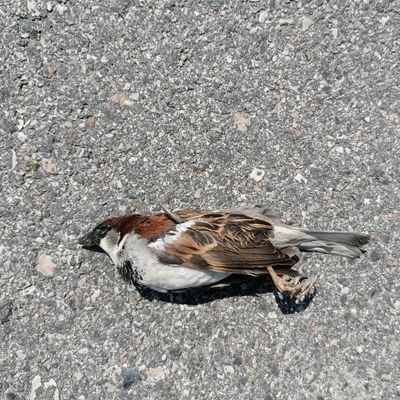 C0F4310's profile picture. Iwas mit neuen Medien