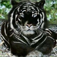 Black Tiger Sports Report (@cfsportreport) 's Twitter Profile