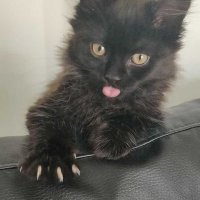 Meoow (@meoowz_) 's Twitter Profile