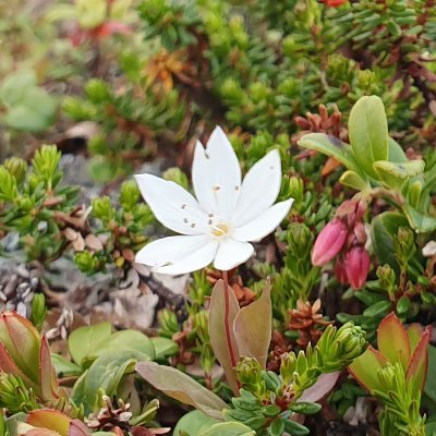 LemonLight7's profile picture. From road to Halti