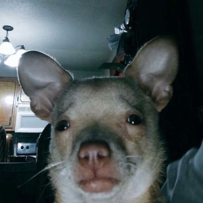 Bathynomusisgod's profile picture. my body consists of ramen noodles