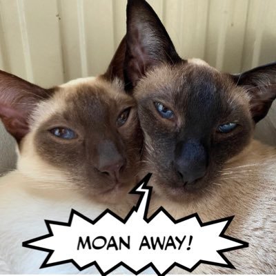 Established by 2 moanful meezers @CocoNPops to support all our 4-legged furiends by publicly shaming any hoomans who don’t get their service up to scratch 😾😾