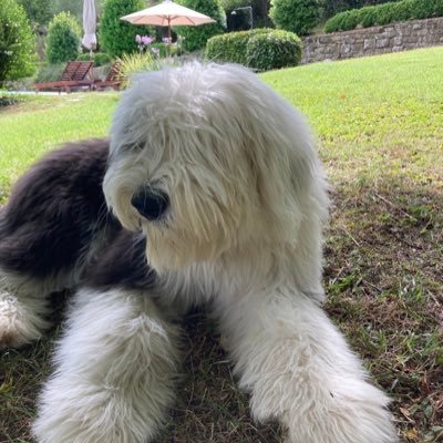 bgulik's profile picture. Ex US-resident. Witnessing the downfall of a once great country from this side of the Atlantic. Trying to #Resist!