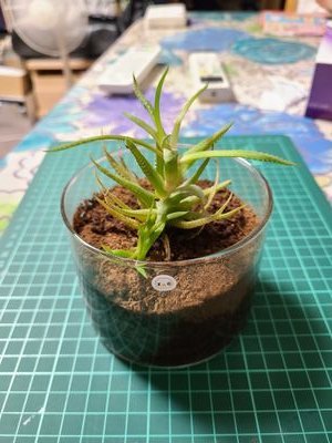 FANBREAK1's profile picture. star cross