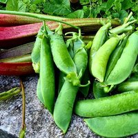 Harpers Lane Allotments (@hlallotments) 's Twitter Profile Photo