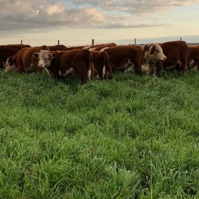 Productor agropecuario.