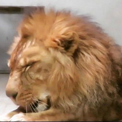 2013年7月26日 釧路市動物園生まれ 父アキラ、母ゆうきと同じプライドで生活してます🦁 独特な遊び方や表情が多い不思議ライオンゆうひが大好きです😘 一人でも多くの方にライオン達の魅力が拡散されます様に🙏