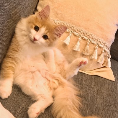 2020.4.29生まれ🐾サイベリアンの男の子、ラテと人間の暮らし。(元々見る専だったアカウントに猫を投下してます🙇‍♀️フォローはお気軽にしてください🐱そして無言フォロー失礼します🥺)