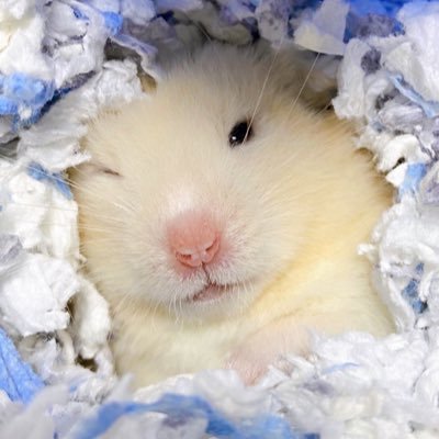이랑さんのプロフィール画像