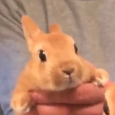 うさぎを2羽飼ってます🐰🐇餌をあげるときに芸を教えていたら、少しずつできるようになりました♫茶色が「むぎ🐰」白色が「わた🐇」と言います。ともにメスで一緒に生活しだして7年目になります。I have two rabbits🐰♀🐇♀They do tricks.Please watch if you like.