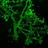 Rovira_lab (@labrovira) 's Twitter Profile