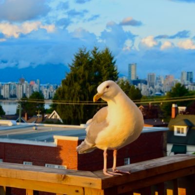 SeagullMayor's profile picture. I’m running for Mayor of Vancouver to protect the rights of urban wild birds. I’m the only candidate with a birds-eye view of what’s needed. #vanpoli🐦