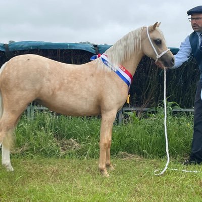 Nottinghill stud breeders of Welsh mountain ponies and welsh cobs.