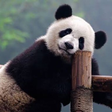 Pandinha1001's profile picture. Hey