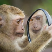Curious Ape 🦧🌏💚🇦🇺🇺🇦 (@curiousape4) 's Twitter Profile